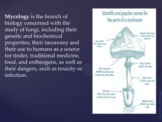Mycology is the branch of
biology concerned with the
study of fungi, including their
genetic and biochemical
properties, their taxonomy and
their use to humans as a source
for tinder, traditional medicine,
food, and entheogens, as well as
their dangers, such as toxicity or
infection.
Project
Natural
Farming
 
