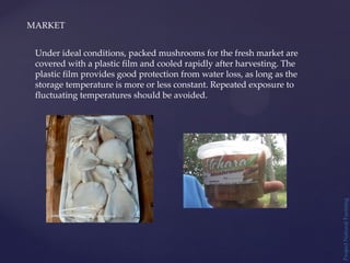 MARKET
Project
Natural
Farming
Under ideal conditions, packed mushrooms for the fresh market are
covered with a plastic film and cooled rapidly after harvesting. The
plastic film provides good protection from water loss, as long as the
storage temperature is more or less constant. Repeated exposure to
fluctuating temperatures should be avoided.
 