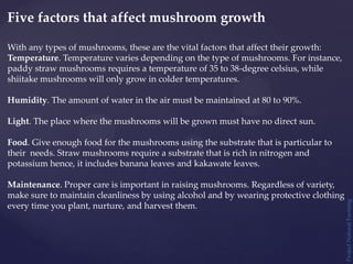 Five factors that affect mushroom growth
With any types of mushrooms, these are the vital factors that affect their growth:
Temperature. Temperature varies depending on the type of mushrooms. For instance,
paddy straw mushrooms requires a temperature of 35 to 38-degree celsius, while
shiitake mushrooms will only grow in colder temperatures.
Humidity. The amount of water in the air must be maintained at 80 to 90%.
Light. The place where the mushrooms will be grown must have no direct sun.
Food. Give enough food for the mushrooms using the substrate that is particular to
their needs. Straw mushrooms require a substrate that is rich in nitrogen and
potassium hence, it includes banana leaves and kakawate leaves.
Maintenance. Proper care is important in raising mushrooms. Regardless of variety,
make sure to maintain cleanliness by using alcohol and by wearing protective clothing
every time you plant, nurture, and harvest them.
Project
Natural
Farming
 
