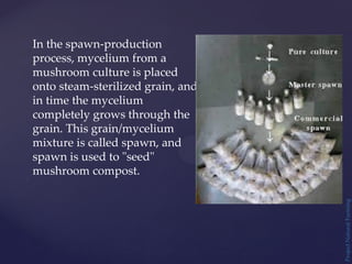 Project
Natural
Farming
In the spawn-production
process, mycelium from a
mushroom culture is placed
onto steam-sterilized grain, and
in time the mycelium
completely grows through the
grain. This grain/mycelium
mixture is called spawn, and
spawn is used to "seed"
mushroom compost.
 