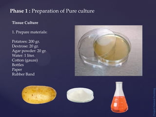 Project
Natural
Farming
Phase 1 : Preparation of Pure culture
Tissue Culture
1. Prepare materials:
Potatoes: 200 gr.
Dextrose: 20 gr.
Agar powder: 20 gr.
Water: 1 liter.
Cotton (gauze)
Bottles
Paper
Rubber Band
 