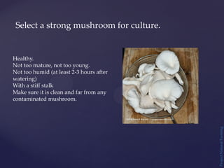 Project
Natural
Farming
Select a strong mushroom for culture.
Healthy.
Not too mature, not too young.
Not too humid (at least 2-3 hours after
watering)
With a stiff stalk
Make sure it is clean and far from any
contaminated mushroom.
 