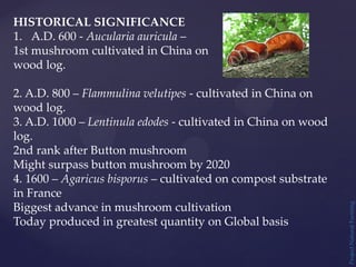 HISTORICAL SIGNIFICANCE
1. A.D. 600 - Aucularia auricula –
1st mushroom cultivated in China on
wood log.
2. A.D. 800 – Flammulina velutipes - cultivated in China on
wood log.
3. A.D. 1000 – Lentinula edodes - cultivated in China on wood
log.
2nd rank after Button mushroom
Might surpass button mushroom by 2020
4. 1600 – Agaricus bisporus – cultivated on compost substrate
in France
Biggest advance in mushroom cultivation
Today produced in greatest quantity on Global basis
Project
Natural
Farming
 