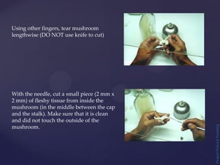 Project
Natural
Farming
Using other fingers, tear mushroom
lengthwise (DO NOT use knife to cut)
With the needle, cut a small piece (2 mm x
2 mm) of fleshy tissue from inside the
mushroom (in the middle between the cap
and the stalk). Make sure that it is clean
and did not touch the outside of the
mushroom.
 