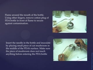 Project
Natural
Farming
Flame around the mouth of the bottle.
Using other fingers, remove cotton plug of
PDA bottle in front of flame to secure
against contamination.
Insert the needle in the bottle and inoculate
by placing small piece of cut mushroom in
the middle of the PDA’s surface. Make sure
the piece of mushroom does not touch
anything before entering the PDA bottle
 