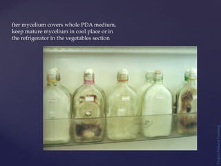 fter mycelium covers whole PDA medium,
keep mature mycelium in cool place or in
the refrigerator in the vegetables section
Project
Natural
Farming
 