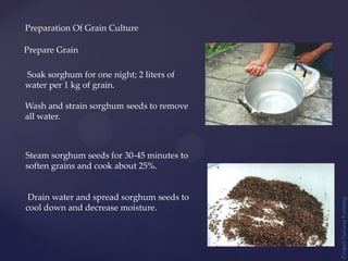 Project
Natural
Farming
Prepare Grain
Preparation Of Grain Culture
Soak sorghum for one night; 2 liters of
water per 1 kg of grain.
Wash and strain sorghum seeds to remove
all water.
Steam sorghum seeds for 30-45 minutes to
soften grains and cook about 25%.
Drain water and spread sorghum seeds to
cool down and decrease moisture.
 