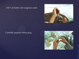 Project
Natural
Farming
. Fill ¾ of bottle with sorghum seeds
Carefully prepare cotton plug
 