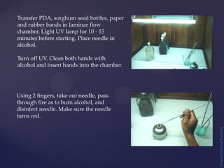 Project
Natural
Farming
Transfer PDA, sorghum seed bottles, paper
and rubber bands in laminar flow
chamber. Light UV lamp for 10 - 15
minutes before starting. Place needle in
alcohol.
Turn off UV. Clean both hands with
alcohol and insert hands into the chamber.
Using 2 fingers, take out needle, pass
through fire as to burn alcohol, and
disinfect needle. Make sure the needle
turns red.
 