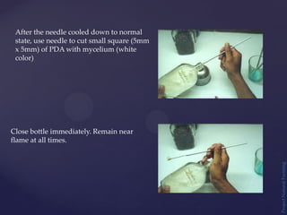 Project
Natural
Farming
After the needle cooled down to normal
state, use needle to cut small square (5mm
x 5mm) of PDA with mycelium (white
color)
Close bottle immediately. Remain near
flame at all times.
 
