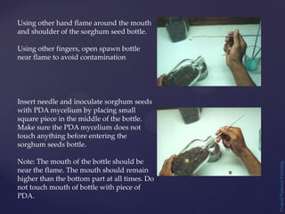 Project
Natural
Farming
Using other hand flame around the mouth
and shoulder of the sorghum seed bottle.
Using other fingers, open spawn bottle
near flame to avoid contamination
Insert needle and inoculate sorghum seeds
with PDA mycelium by placing small
square piece in the middle of the bottle.
Make sure the PDA mycelium does not
touch anything before entering the
sorghum seeds bottle.
Note: The mouth of the bottle should be
near the flame. The mouth should remain
higher than the bottom part at all times. Do
not touch mouth of bottle with piece of
PDA.
 