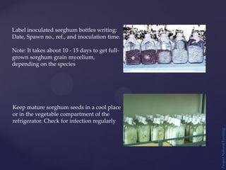 Project
Natural
Farming
Label inoculated sorghum bottles writing:
Date, Spawn no., ref., and inoculation time.
Note: It takes about 10 - 15 days to get full-
grown sorghum grain mycelium,
depending on the species
Keep mature sorghum seeds in a cool place
or in the vegetable compartment of the
refrigerator. Check for infection regularly
 