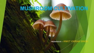 MUSHROOM CULTIVATION
PRESENTED BY :- ANKIT VIKRAM SINGH
 