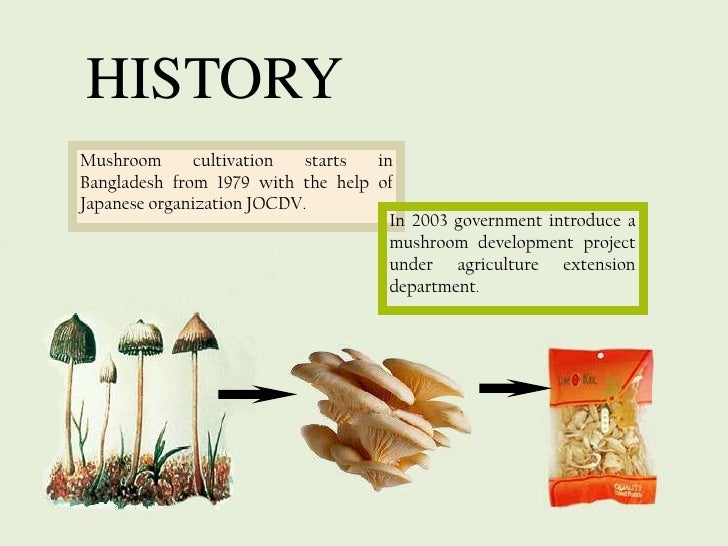 business plan mushroom production