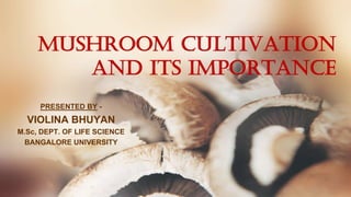 MUSHROOM CULTIVATION
AND ITS IMPORTANCE
PRESENTED BY -
VIOLINA BHUYAN
M.Sc, DEPT. OF LIFE SCIENCE
BANGALORE UNIVERSITY
 