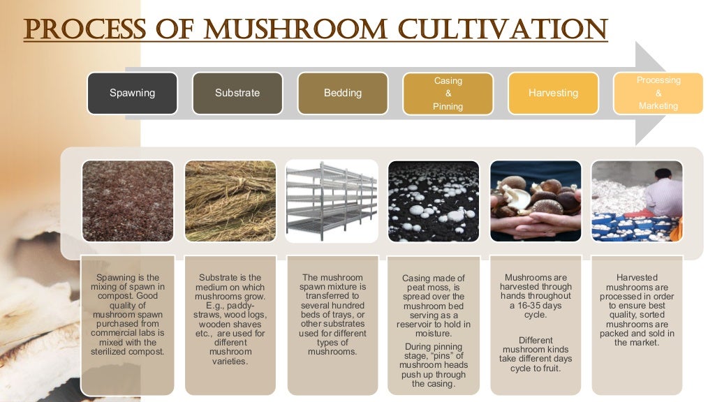 MUSHROOM CULTIVATION AND ITS IMPORTANCE