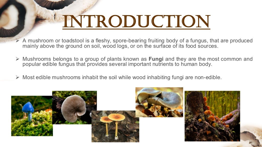 MUSHROOM CULTIVATION AND ITS IMPORTANCE