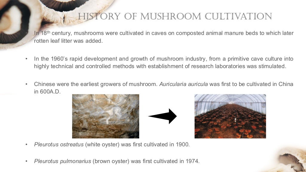 MUSHROOM CULTIVATION AND ITS IMPORTANCE