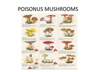 POISONUS MUSHROOMS