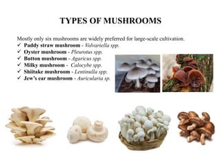 TYPES OF MUSHROOMS
Mostly only six mushrooms are widely preferred for large-scale cultivation.
Paddy straw mushroom - Volvariella spp.
Oyster mushroom - Pleurotus spp.
Button mushroom - Agaricus spp.
Milky mushroom - Calocybe spp.
Shiitake mushroom - Lentinulla spp.
Jew’s ear mushroom - Auricularia sp.