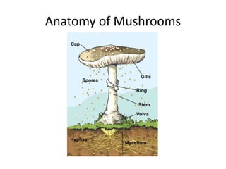 Anatomy of Mushrooms