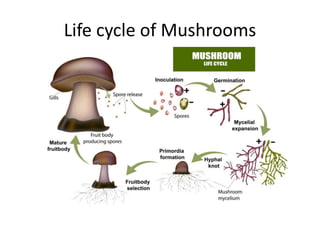 Life cycle of Mushrooms