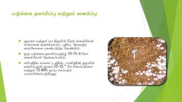 Mushroom cultivation in tamil