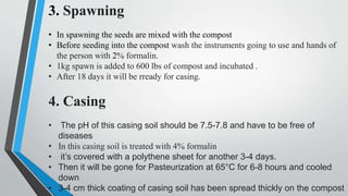 3. Spawning
• In spawning the seeds are mixed with the compost
• Before seeding into the compost wash the instruments going to use and hands of
the person with 2% formalin.
• 1kg spawn is added to 600 lbs of compost and incubated .
• After 18 days it will be rready for casing.
4. Casing
• The pH of this casing soil should be 7.5-7.8 and have to be free of
diseases
• In this casing soil is treated with 4% formalin
• it’s covered with a polythene sheet for another 3-4 days.
• Then it will be gone for Pasteurization at 65°C for 6-8 hours and cooled
down
• 3-4 cm thick coating of casing soil has been spread thickly on the compost
 