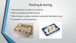 Packing & storing
• The mushrooms are taken in a container.
• Then it is washed with KMS solution.
• Then it is kept in a plastic container and packed with plastic cover.
• It is stored in 2-5ºC temperature.
 