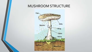 MUSHROOM STRUCTURE
 