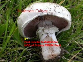 Mushroom Culture
By
Prof. Devilal N.Watakhere
HOD of Botany RMGM Saoli
 