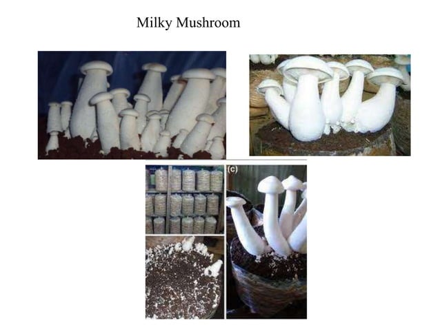 mushroom Spawn preparation | PPTX