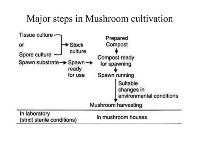 mushroom Spawn preparation | PPTX