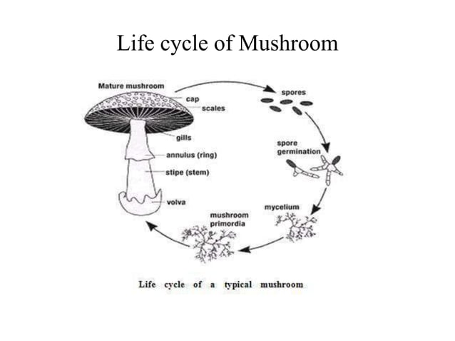 mushroom Spawn preparation | PPTX