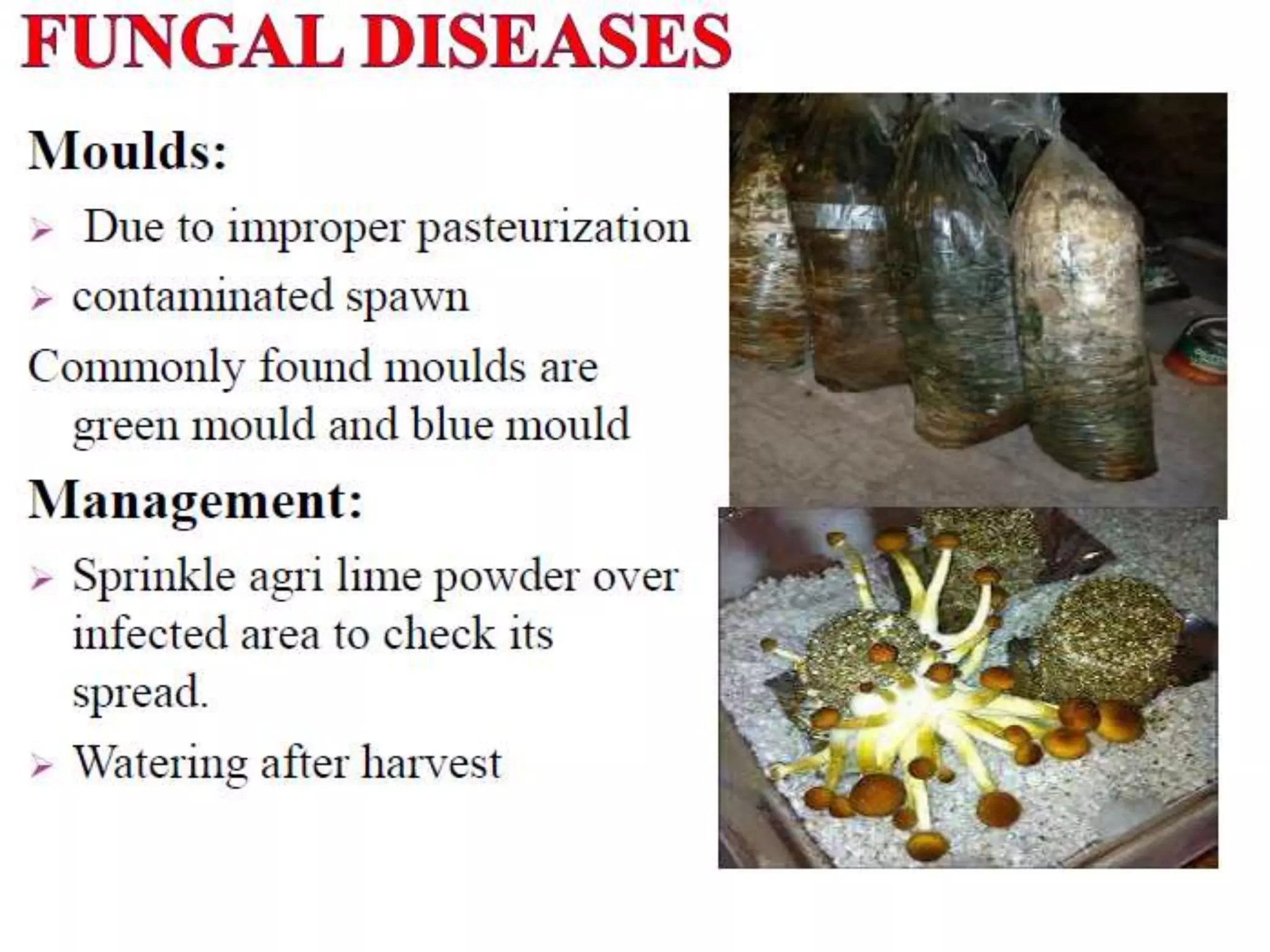 Mushroom diseases & managements | PPT