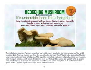 11.
The hedgehog mushroom, Hydnum repandum, is an edible mushroom that is found in many parts of the world,
including North America, Europe, and Asia. It is named for the spines or "teeth" that line the underside of its cap,
which resemble the spines of a hedgehog. The cap of the hedgehog mushroom is typically circular and ranges in
color from pale pink to reddish-brown. The stem is short and thick, and the spines are typically white or pale in
color. The hedgehog mushroom has a delicate, sweet flavor and a firm, meaty texture. It is often sauteed or
grilled, and is a popular ingredient in soups, stews, and pasta dishes.
 