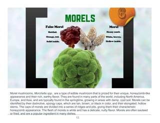 12.
Morel mushrooms, Morchella spp., are a type of edible mushroom that is prized for their unique, honeycomb-like
appearance and their rich, earthy flavor. They are found in many parts of the world, including North America,
Europe, and Asia, and are typically found in the springtime, growing in areas with damp, cool soil. Morels can be
identified by their distinctive, spongy caps, which are tan, brown, or black in color, and their elongated, hollow
stems. The caps of morels are divided into a series of ridges and pits, giving them their characteristic
honeycomb appearance. The flesh of morels is white and has a delicate, nutty flavor. Morels are often sauteed
or fried, and are a popular ingredient in many dishes.
 