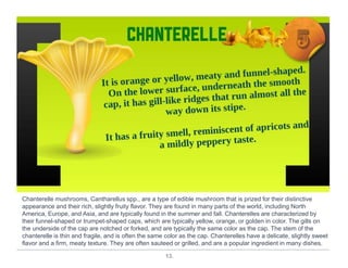 13.
Chanterelle mushrooms, Cantharellus spp., are a type of edible mushroom that is prized for their distinctive
appearance and their rich, slightly fruity flavor. They are found in many parts of the world, including North
America, Europe, and Asia, and are typically found in the summer and fall. Chanterelles are characterized by
their funnel-shaped or trumpet-shaped caps, which are typically yellow, orange, or golden in color. The gills on
the underside of the cap are notched or forked, and are typically the same color as the cap. The stem of the
chanterelle is thin and fragile, and is often the same color as the cap. Chanterelles have a delicate, slightly sweet
flavor and a firm, meaty texture. They are often sauteed or grilled, and are a popular ingredient in many dishes.
 