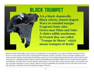 15.
Black trumpet chanterelles, also known as Craterellus cornucopioides, are a type of edible mushroom that is
found in many parts of the world, including North America, Europe, and Asia. They are closely related to the
more common golden chanterelle (Cantharellus cibarius), but are distinguished by their dark, almost black color
and their thin, elongated shape. Black trumpet chanterelles are typically smaller and more delicate than golden
chanterelles, and they have a more intense, earthy flavor. They are often used in soups, stews, and sauces, and
are a popular ingredient in many dishes. Black trumpet chanterelles are typically found in the late summer and
fall, growing in wooded areas and along the edges of forests.
 