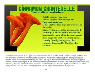 16.
Cantharellus cinnabarinus, is a type of edible mushroom that is found in North America, Europe, and Asia. It is
closely related to the more common golden chanterelle (Cantharellus cibarius), but is distinguished by its
reddish-brown or cinnamon-colored cap and stem. The cap of the cinnamon chanterelle is funnel-shaped or
trumpet-shaped, and the gills on the underside of the cap are notched or forked. The stem is thin and fragile, and
is typically the same color as the cap. Cinnamon chanterelles have a delicate, slightly sweet flavor and a firm,
meaty texture. They are often sauteed or grilled, and are a popular ingredient in many dishes.
 