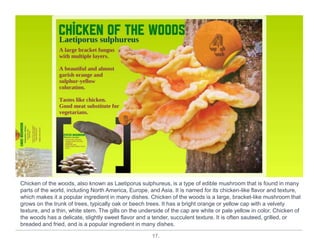 17.
Chicken of the woods, also known as Laetiporus sulphureus, is a type of edible mushroom that is found in many
parts of the world, including North America, Europe, and Asia. It is named for its chicken-like flavor and texture,
which makes it a popular ingredient in many dishes. Chicken of the woods is a large, bracket-like mushroom that
grows on the trunk of trees, typically oak or beech trees. It has a bright orange or yellow cap with a velvety
texture, and a thin, white stem. The gills on the underside of the cap are white or pale yellow in color. Chicken of
the woods has a delicate, slightly sweet flavor and a tender, succulent texture. It is often sauteed, grilled, or
breaded and fried, and is a popular ingredient in many dishes.
 