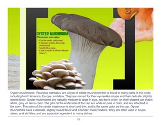18.
Oyster mushrooms, Pleurotus ostreatus, are a type of edible mushroom that is found in many parts of the world,
including North America, Europe, and Asia. They are named for their oyster-like shape and their delicate, slightly
sweet flavor. Oyster mushrooms are typically medium to large in size, and have a fan- or shell-shaped cap that is
white, gray, or tan in color. The gills on the underside of the cap are white or pale in color, and are attached to
the stem. The stem of the oyster mushroom is short and thin, and is the same color as the cap. Oyster
mushrooms have a delicate, slightly sweet flavor and a tender, meaty texture. They are often used in soups,
stews, and stir-fries, and are a popular ingredient in many dishes.
 