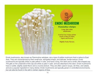 19.
Enoki mushrooms, also known as Flammulina velutipes, are a type of edible mushroom that is native to East
Asia. They are characterized by their small size, elongated shape, and delicate, tender texture. Enoki
mushrooms are typically white or pale yellow in color, and have a long, thin stem and a small, disk-shaped cap.
The gills on the underside of the cap are white or pale in color, and are attached to the stem. Enoki mushrooms
have a subtle, slightly sweet flavor and a crunchy texture. They are often used in soups, stir-fries, and salads,
and are a popular ingredient in many dishes. Enoki mushrooms are typically grown in controlled environments,
but can also be found in the wild in certain regions of Asia.
 