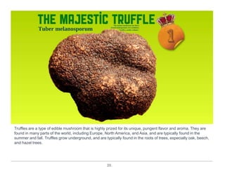 20.
Truffles are a type of edible mushroom that is highly prized for its unique, pungent flavor and aroma. They are
found in many parts of the world, including Europe, North America, and Asia, and are typically found in the
summer and fall. Truffles grow underground, and are typically found in the roots of trees, especially oak, beech,
and hazel trees.
 