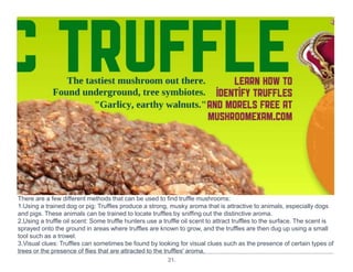 21.
There are a few different methods that can be used to find truffle mushrooms:
1.Using a trained dog or pig: Truffles produce a strong, musky aroma that is attractive to animals, especially dogs
and pigs. These animals can be trained to locate truffles by sniffing out the distinctive aroma.
2.Using a truffle oil scent: Some truffle hunters use a truffle oil scent to attract truffles to the surface. The scent is
sprayed onto the ground in areas where truffles are known to grow, and the truffles are then dug up using a small
tool such as a trowel.
3.Visual clues: Truffles can sometimes be found by looking for visual clues such as the presence of certain types of
trees or the presence of flies that are attracted to the truffles' aroma.
 