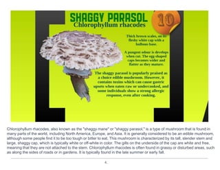 4.
Chlorophyllum rhacodes, also known as the "shaggy mane" or "shaggy parasol," is a type of mushroom that is found in
many parts of the world, including North America, Europe, and Asia. It is generally considered to be an edible mushroom,
although some people find it to be too tough or bitter to eat. This mushroom is characterized by its tall, slender stem and
large, shaggy cap, which is typically white or off-white in color. The gills on the underside of the cap are white and free,
meaning that they are not attached to the stem. Chlorophyllum rhacodes is often found in grassy or disturbed areas, such
as along the sides of roads or in gardens. It is typically found in the late summer or early fall.
 
