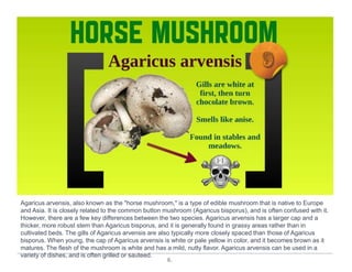 6.
Agaricus arvensis, also known as the "horse mushroom," is a type of edible mushroom that is native to Europe
and Asia. It is closely related to the common button mushroom (Agaricus bisporus), and is often confused with it.
However, there are a few key differences between the two species. Agaricus arvensis has a larger cap and a
thicker, more robust stem than Agaricus bisporus, and it is generally found in grassy areas rather than in
cultivated beds. The gills of Agaricus arvensis are also typically more closely spaced than those of Agaricus
bisporus. When young, the cap of Agaricus arvensis is white or pale yellow in color, and it becomes brown as it
matures. The flesh of the mushroom is white and has a mild, nutty flavor. Agaricus arvensis can be used in a
variety of dishes, and is often grilled or sauteed.
 
