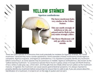 7.
There are a few species of mushrooms that could potentially be mistaken for Agaricus arvensis, the "horse
mushroom," because they have a similar appearance. Some examples of these mushrooms include Agaricus
campestris, Agaricus augustus, and Agaricus xanthodermus. It is important to properly identify any mushroom
before consuming it, as some species may be poisonous or inedible. Agaricus xanthodermus, also known as the
"yellow-staining mushroom," is a poisonous species that is found in grassy areas in Europe and North America.
It has a white or pale gray cap, a thick stem, and free gills that are initially white but turn yellow as the mushroom
matures. If ingested, this mushroom can cause severe gastrointestinal symptoms. It is always important to
properly identify any mushroom before consuming it to ensure that it is safe to eat. If you are unsure about the
identification of a mushroom, it is best to err on the side of caution and not eat it.
 