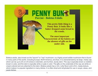 8.
Boletus edulis, also known as the "porcini" or "cep" mushroom, is a highly prized edible mushroom that is found
in many parts of the world, including Europe, North America, and Asia. It is characterized by its large, meaty cap,
which can be up to 20 cm (8 inches) in diameter, and its thick, sturdy stem. The cap is typically brown or reddish-
brown in color, and the stem is typically white or pale in color. The gills on the underside of the cap are white or
cream-colored and are attached to the stem. Boletus edulis has a rich, nutty flavor and a firm, meaty texture,
which makes it a popular ingredient in many dishes. It is often dried and rehydrated for use in soups, stews, and
pasta dishes.
 