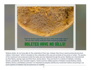 9.
Boletus edulis, do not have gills on the underside of their cap. Instead, they have a spore-producing structure
called a "pore layer," which is located on the underside of the cap and consists of tiny pores or tubes. The spores
of the mushroom are produced inside the tubes and are released through the pores. Boletes are characterized
by their fleshy, spongy caps and their thick, sturdy stems. They are found in a variety of habitats, including
forests, grasslands, and mountain regions. Some common edible species of boletes include Boletus edulis,
Boletus aereus, and Boletus pinicola. It is important to properly identify any mushroom before consuming it, as
some species of boletes may be poisonous or inedible.
 